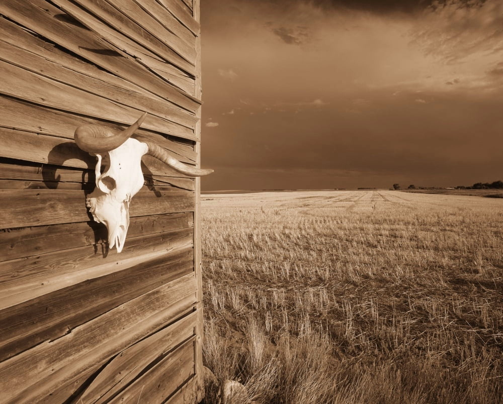 Cow Skull On Shack Wall In Brown Tones Canvas Art - Don Hammond Design Pics (30 x 24)