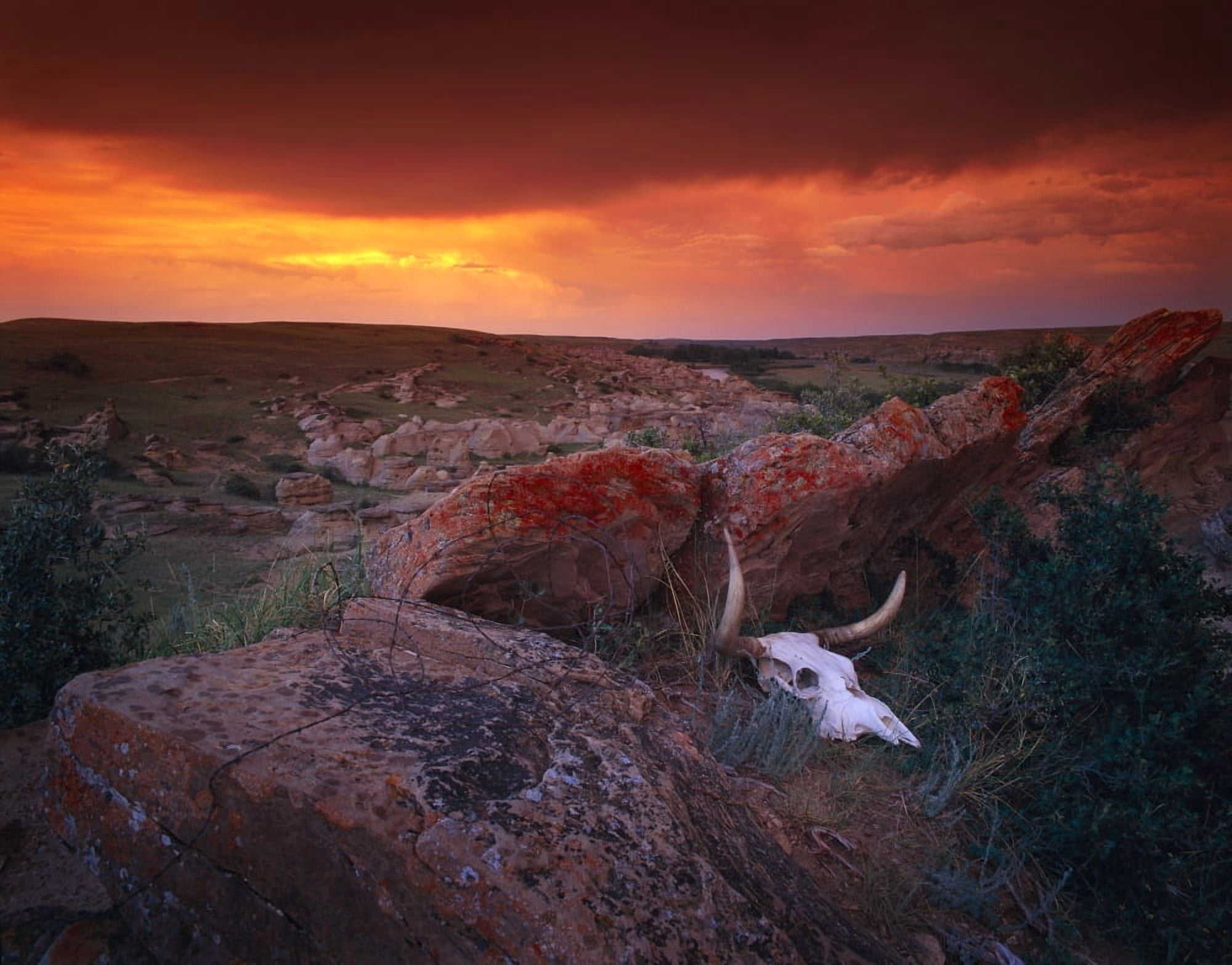 Cow Skull With Large Rocks In Field With Sunset Writing On Stone Provincial Park Alberta Canada Canvas Art - Don Hammond Design Pics (15 x 12)