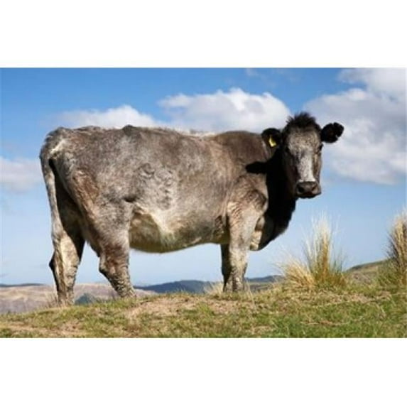 Cow Strath Taieri Near Dunedin Otago South Island New Zealand Poster Print by David Wall