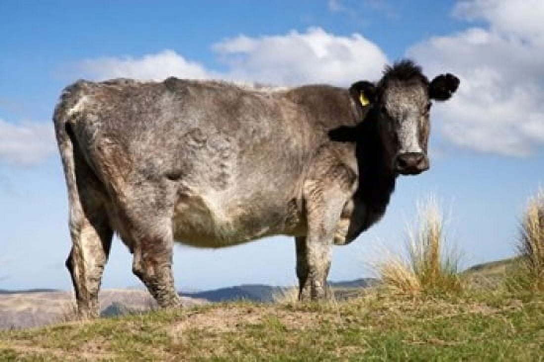 Cow Strath Taieri near Dunedin Otago South Island New Zealand Canvas Art - David Wall DanitaDelimont (35 x 24)