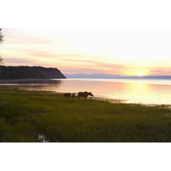 Cow And Two Calf Moose Feeding Along The Tony Knowles Coastal Trail At Sunset During Summer In Anchorage Southcentral Alaska Canvas Art - Kevin Smith Design Pics (18 x 12)