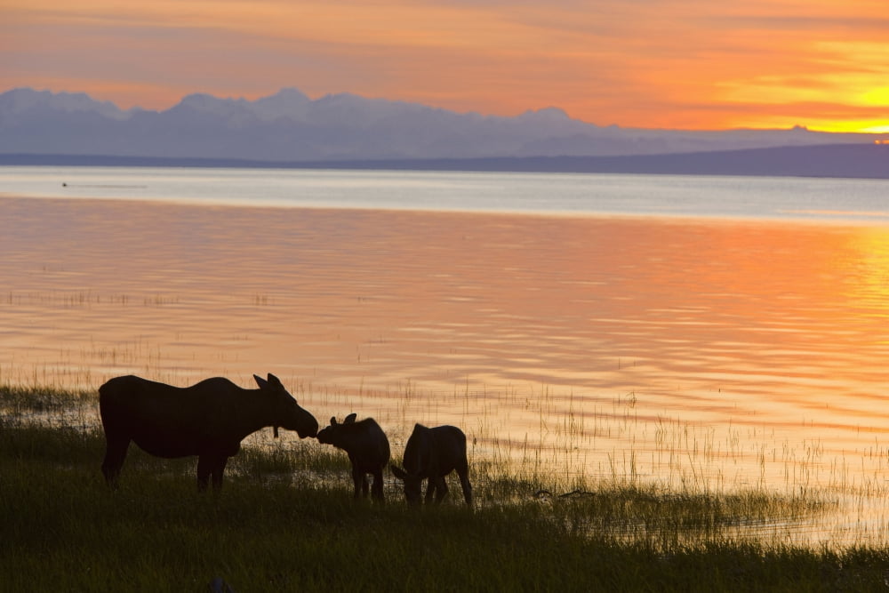 Cow And Two Calf Moose Feeding Along The Tony Knowles Coastal Trail At Sunset During Summer In Anchorage Southcentral Alaska Canvas Art - Kevin Smith Design Pics (36 x 24)