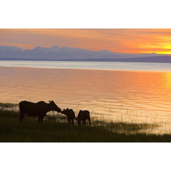Cow And Two Calf Moose Feeding Along The Tony Knowles Coastal Trail At Sunset During Summer In Anchorage Southcentral Alaska Canvas Art - Kevin Smith Design Pics (36 x 24)