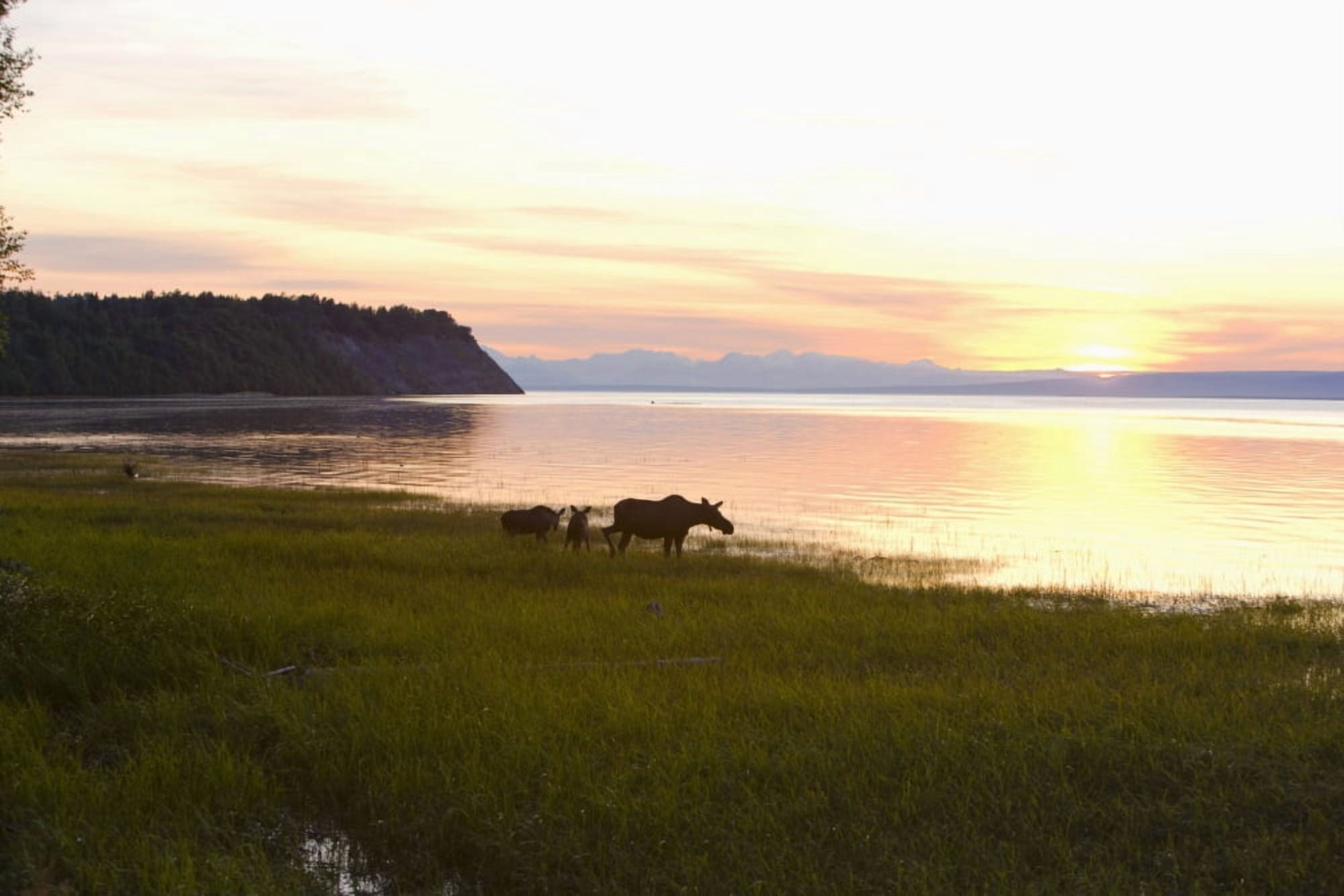 Cow And Two Calf Moose Feeding Along The Tony Knowles Coastal Trail At Sunset During Summer In Anchorage Southcentral Alaska Canvas Art - Kevin Smith Design Pics (36 x 24)