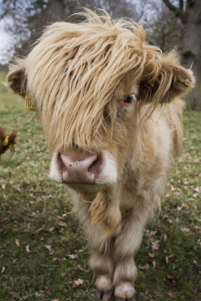 Cow With Long Hair Over Its Face Scottish Borders Scotland Canvas Art - John Short Design Pics (24 x 38)