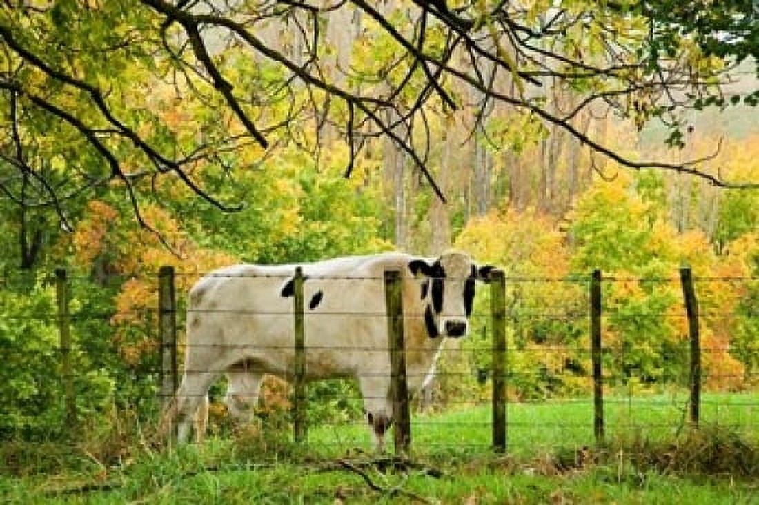 Cow and Farmland Taoroa Junction Rangitikei North Island New Zealand Canvas Art - David Wall DanitaDelimont (17 x 11)