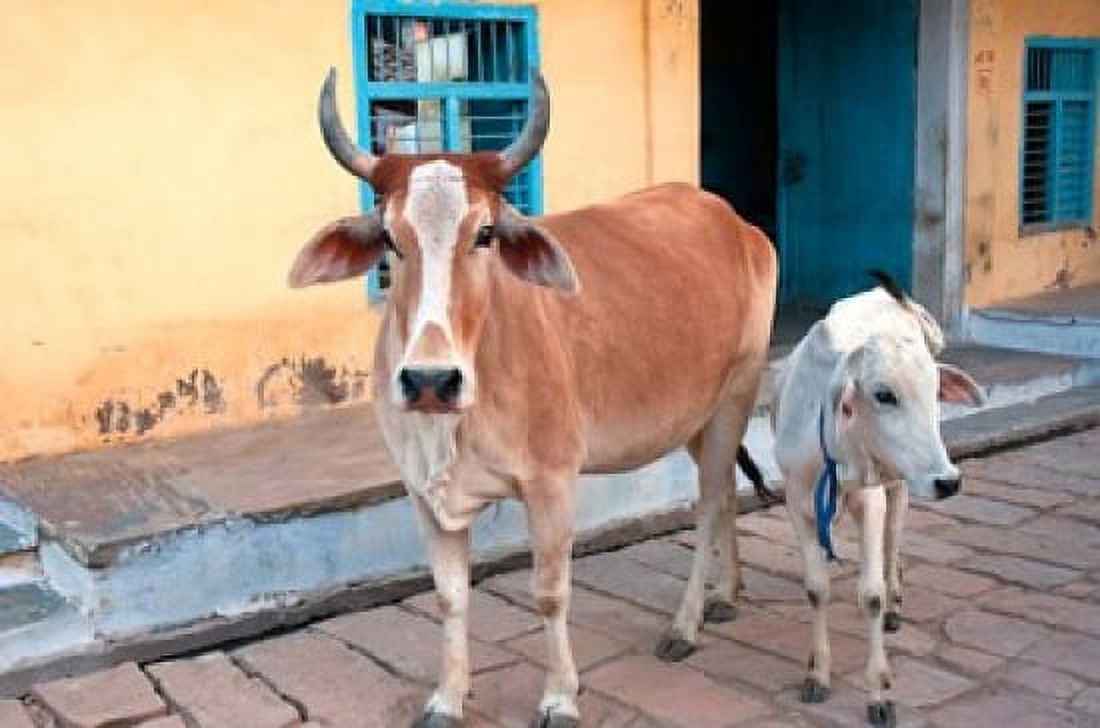 Cow and calf on the street Jojawar Rajasthan India Canvas Art - Inger Hogstrom DanitaDelimont (22 x 15)
