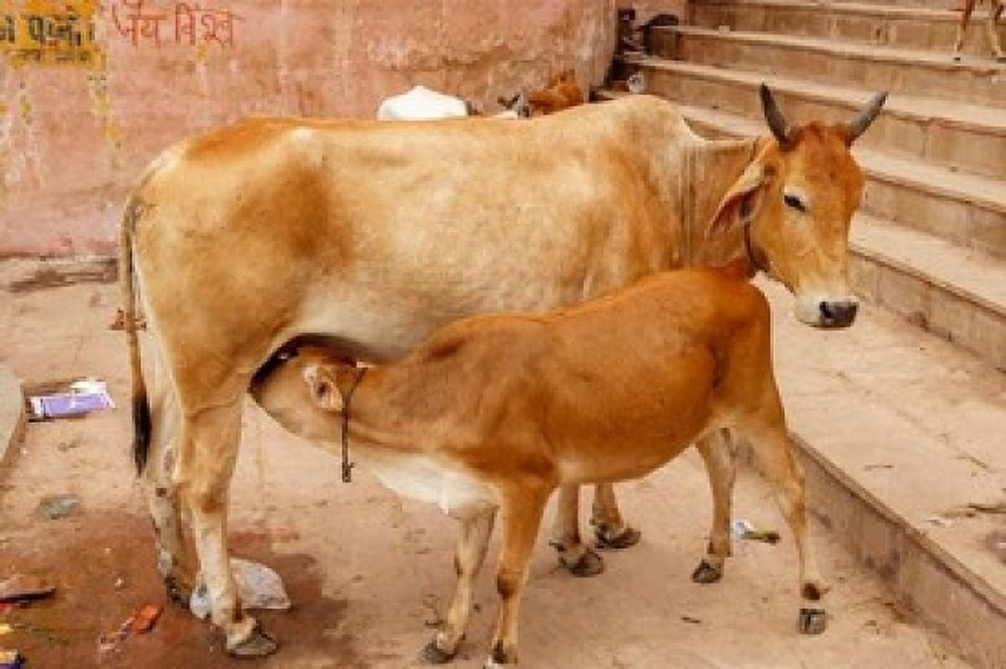 Cow feeding her calf Varanasi India Canvas Art - Ali Kabas DanitaDelimont (17 x 11)