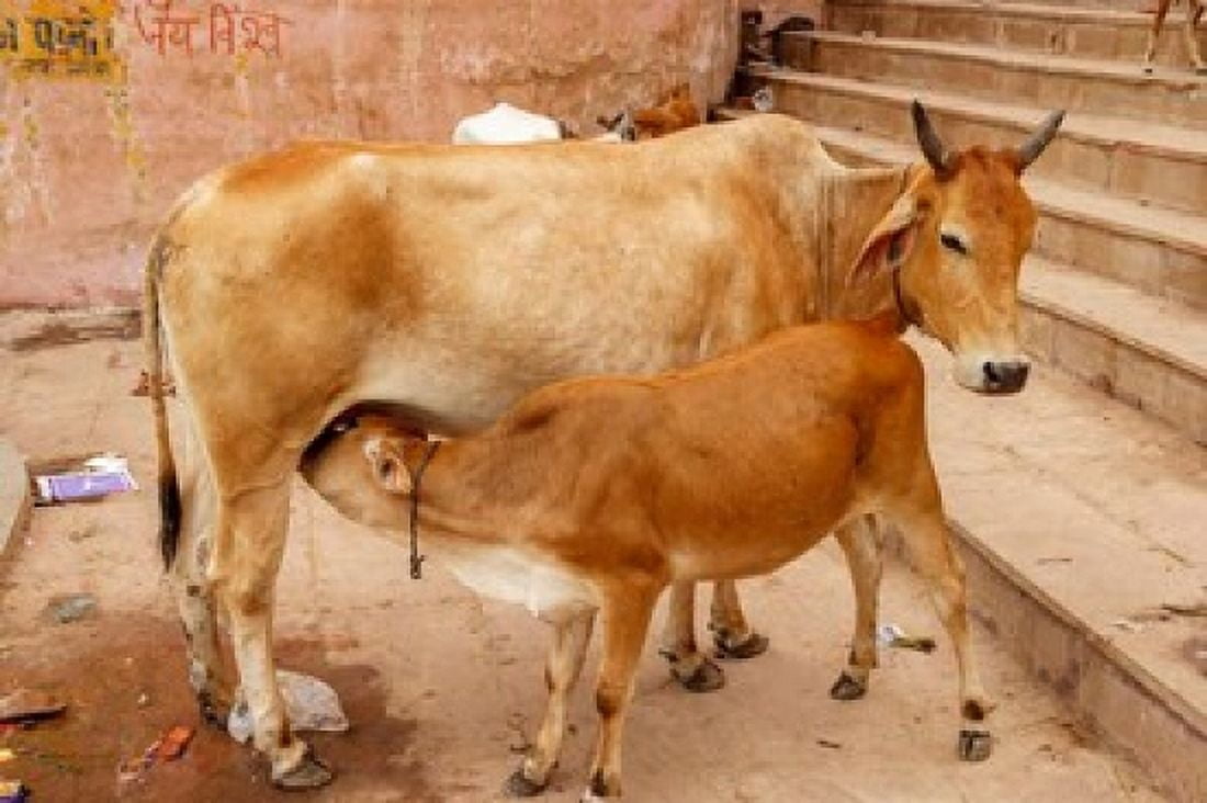 Cow feeding her calf Varanasi India Canvas Art - Ali Kabas DanitaDelimont (34 x 23)