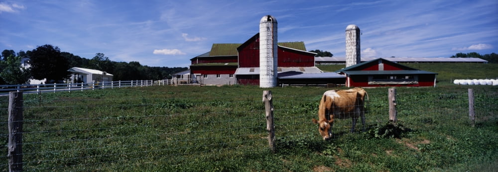Cow grazing in a farm Amish country Holmes County Ohio USA Canvas Art - Panoramic Images (9 x 27)