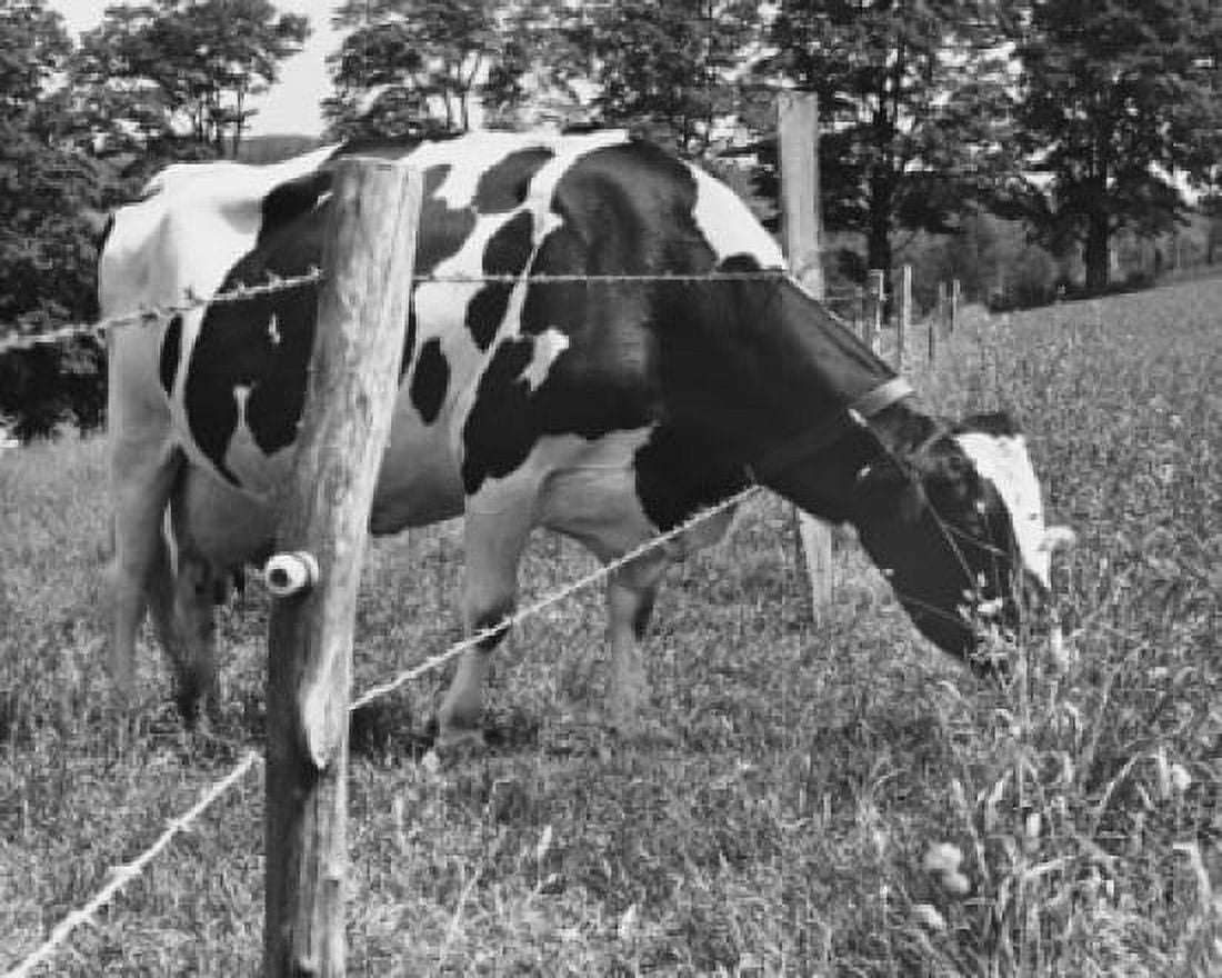 Cow grazing in a field Canvas Art - (18 x 24)