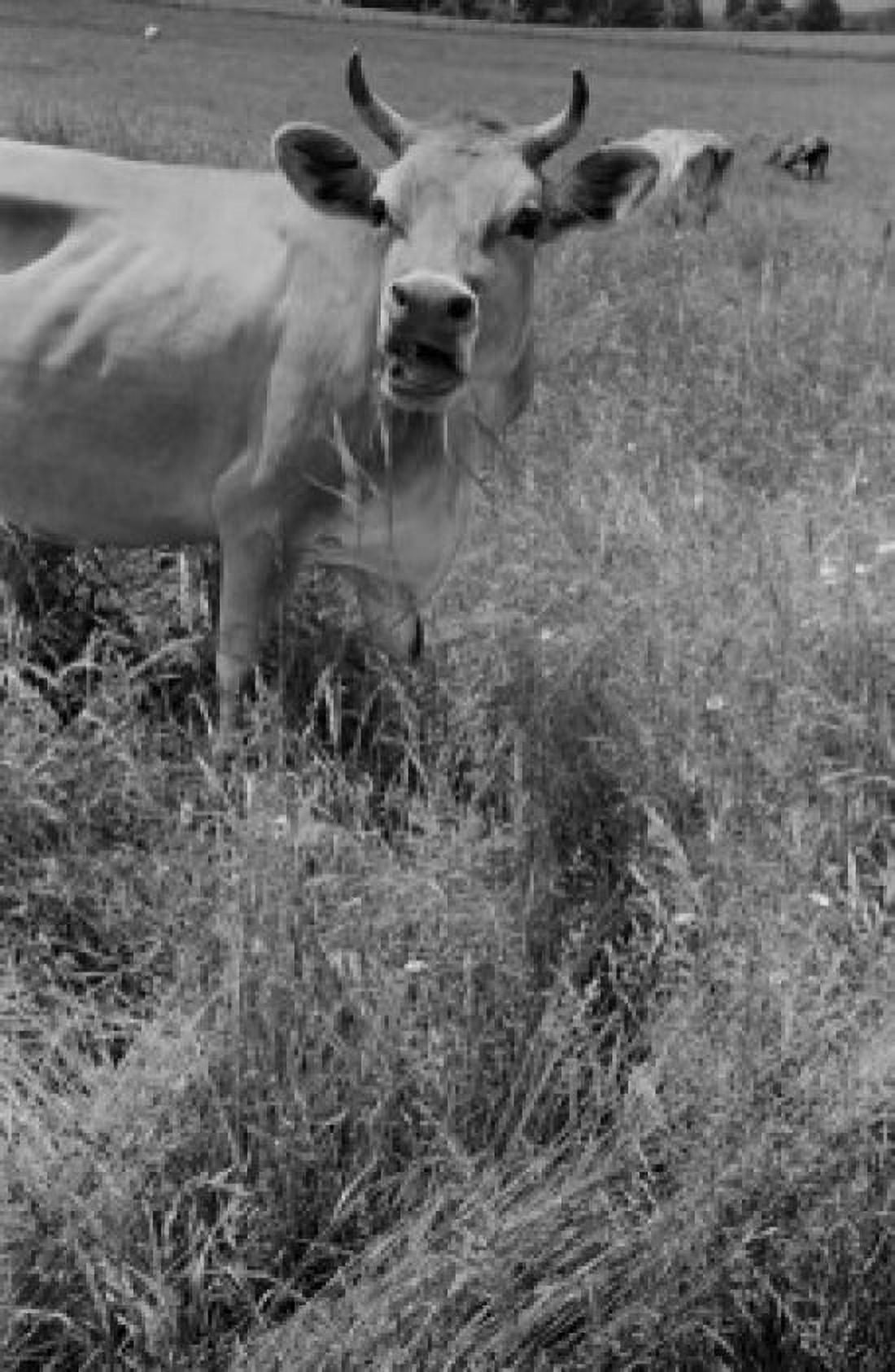 Cow in pasture Canvas Art - (24 x 36)