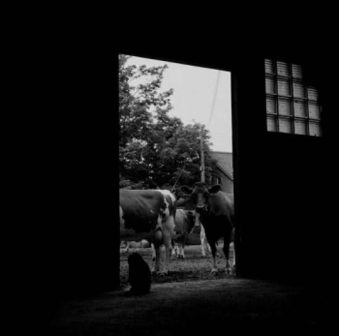 Cow looking into barn Canvas Art - (24 x 36)