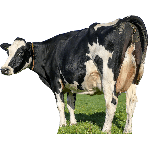 Cow's Rear Milk Milking Udder Butt Cardboard Cutout Standee Standup