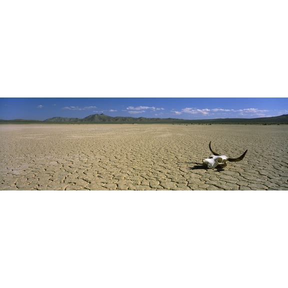 Cow skull at Mojave Desert California USA Canvas Art - Panoramic Images (6 x 18)