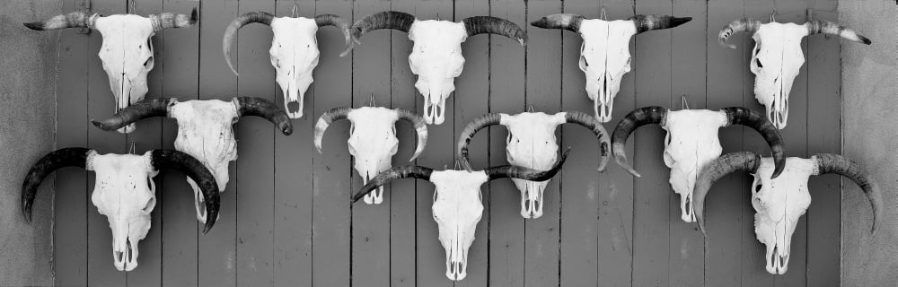 Cow skulls hanging on planks Taos New Mexico USA Canvas Art - Panoramic Images (6 x 18)