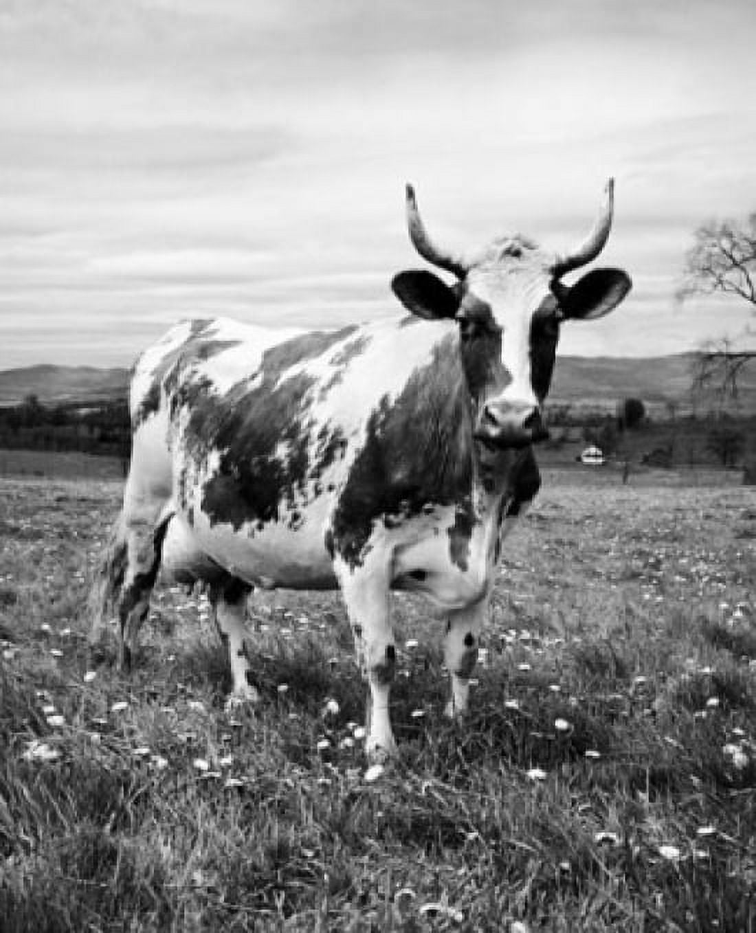 Cow standing in a field Canvas Art - (24 x 36)