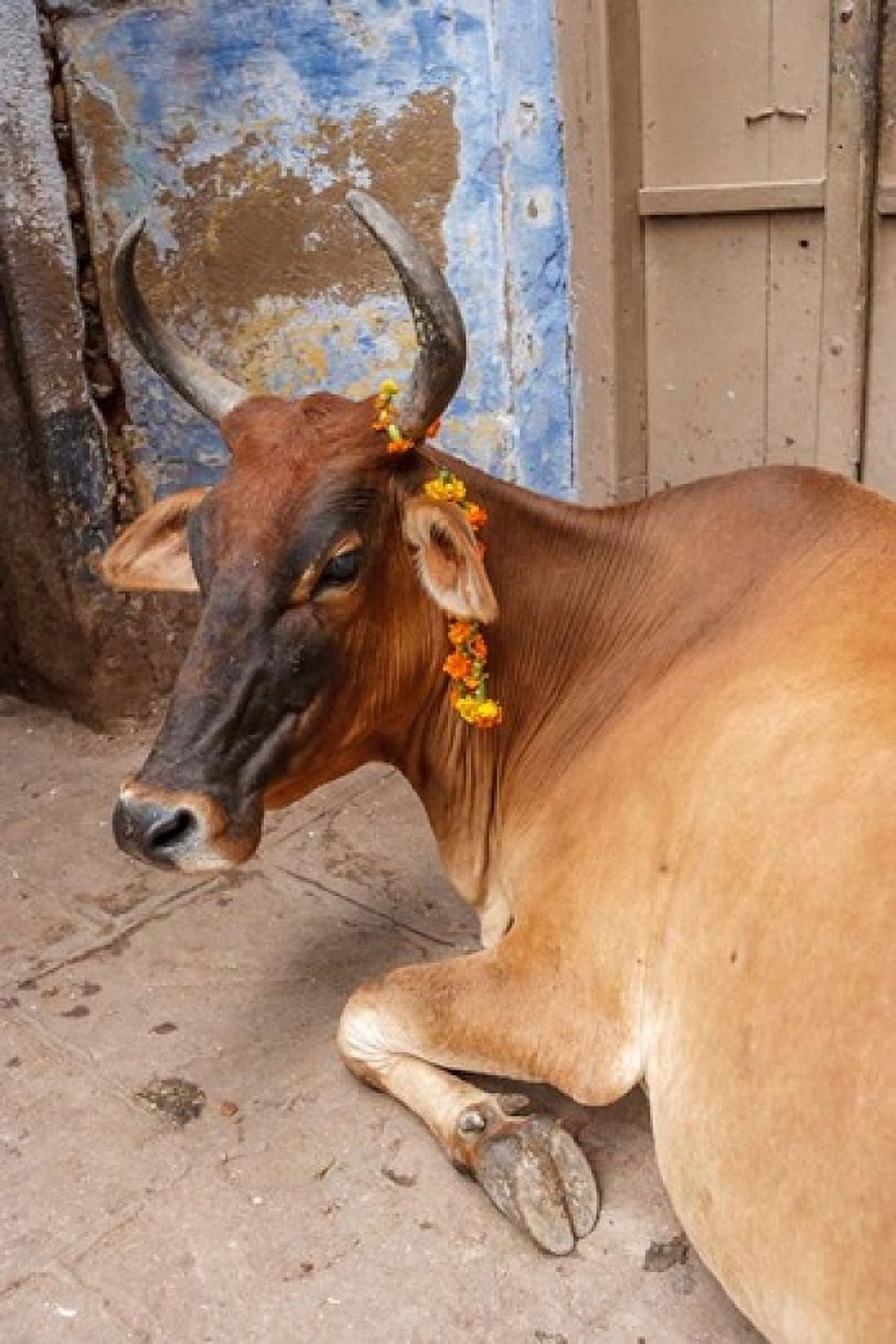 Cow with flowers Varanasi India Canvas Art - Ali Kabas DanitaDelimont (23 x 34)