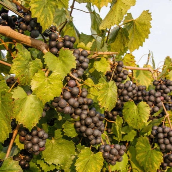Cowart Muscadine Grape Live Vine  1 Gallon