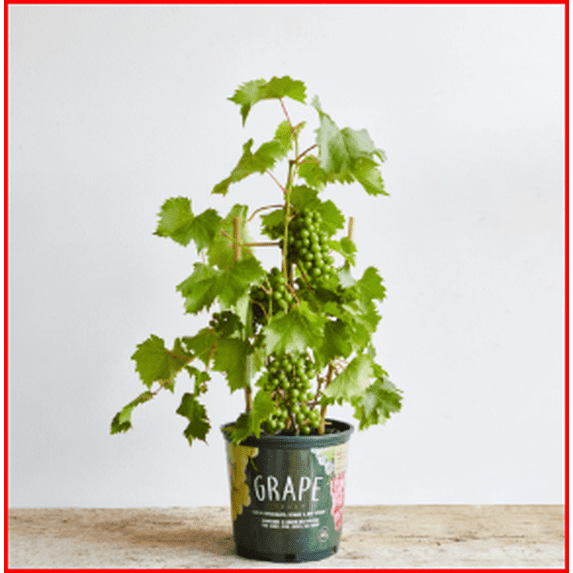 EG 1.0 gal Grape Assorted Live Plant in Grower Pot