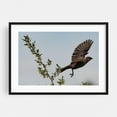 thumbnail image 1 of Cowbird Taking Flight - York Pennsylvania Photography Bird Wildlife Nature Floral Animal Botanical Scenic Black Framed Wall Art Print 18 x 24 inches, 1 of 8