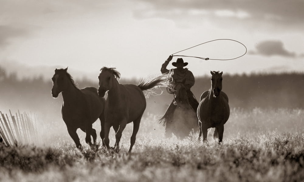 Cowboy Lassoing Horses Senaca Oregon Usa Canvas Art - Richard Wear  Design Pics (40 x 24)