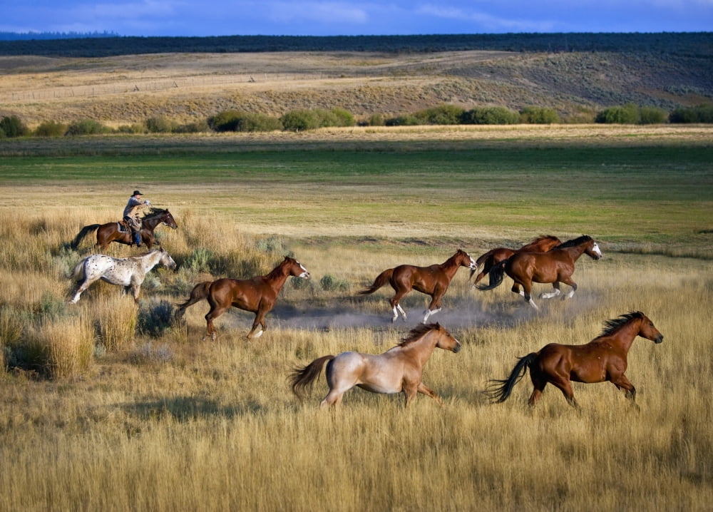 Cowboy Riding With Herd Of Horses Senaca Oregon Usa Canvas Art - Richard Wear Design Pics (18 x 13)