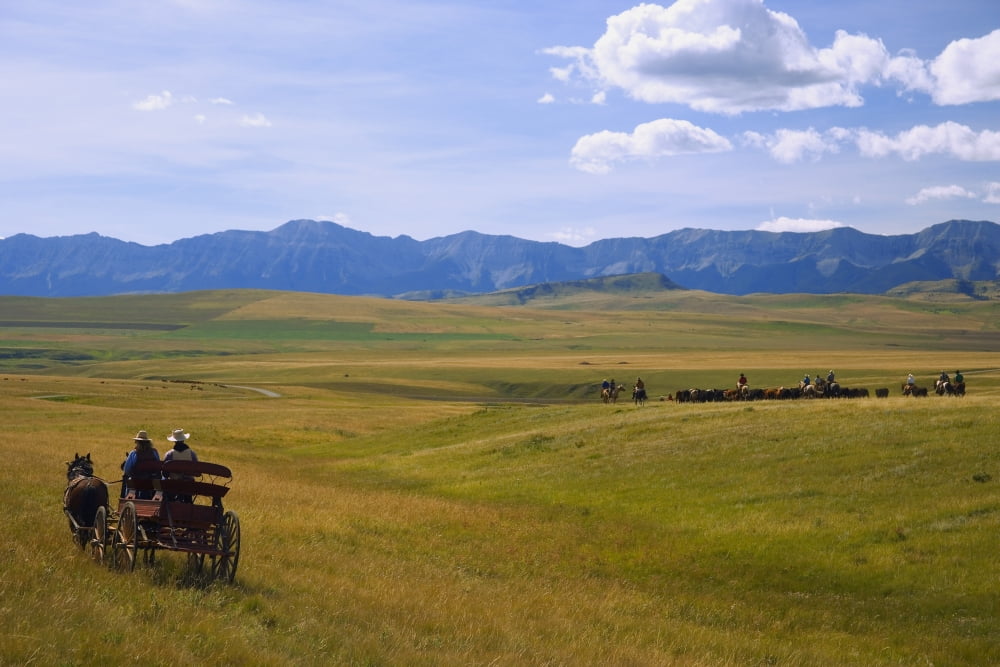 Cowboys And Wagon On A Cattle Drive Canvas Art - Carson Ganci Design Pics (34 x 22)