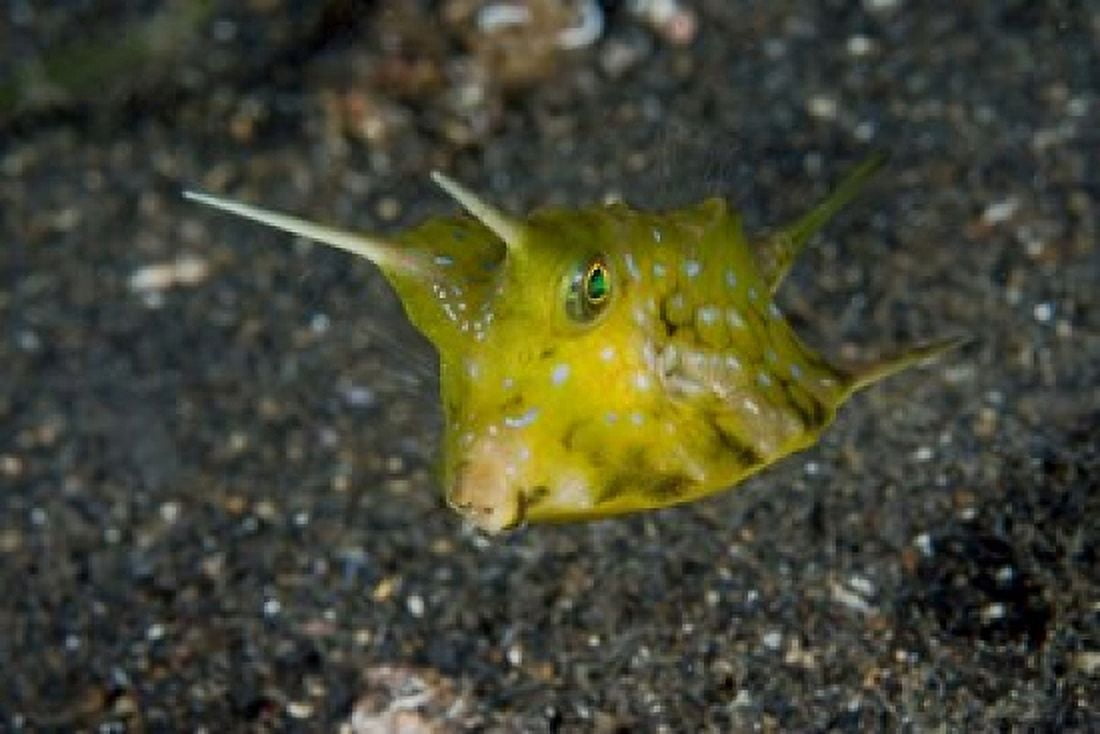 Cowfish Canvas Art - Jaynes Gallery DanitaDelimont (26 x 18)