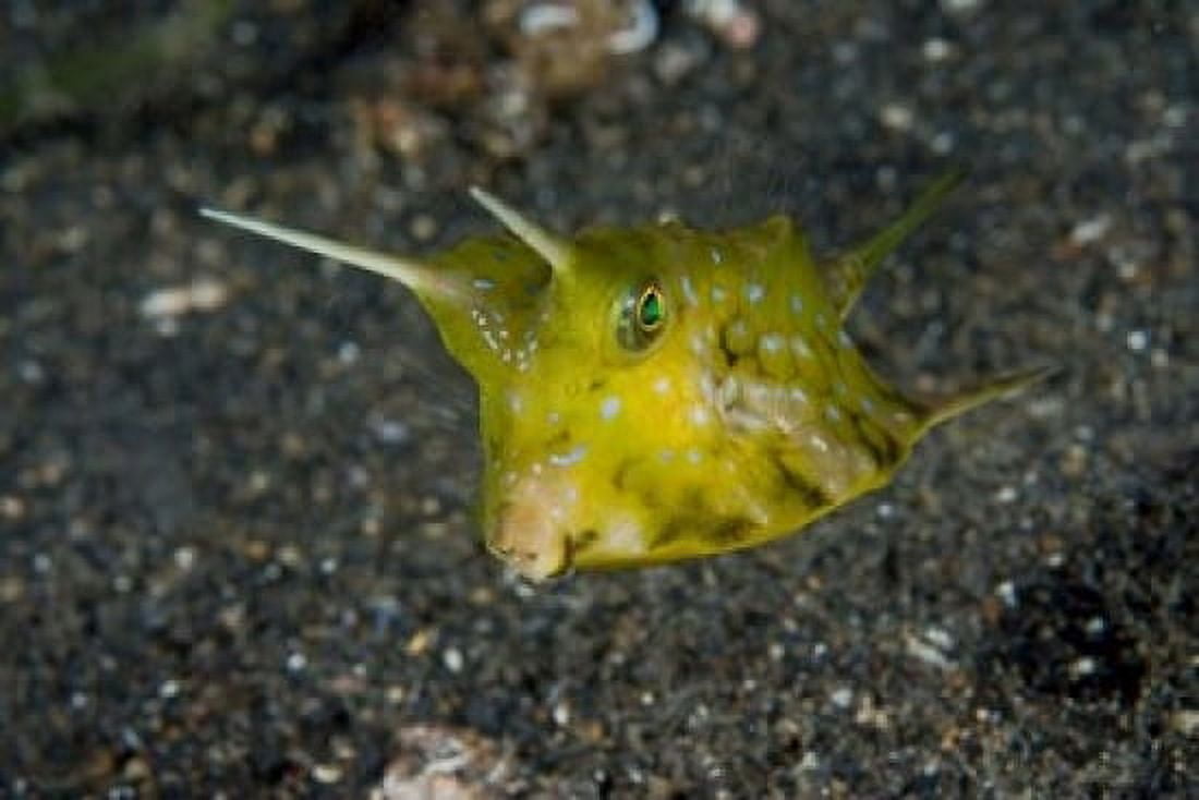 Cowfish Canvas Art - Jaynes Gallery DanitaDelimont (36 x 24)