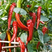 Cowhorn Hot Hot Pepper Seeds - 300 Mg Packet ~50 Seeds - Non-GMO, Heirloom - Vegetable Garden - Capsicum annuum
