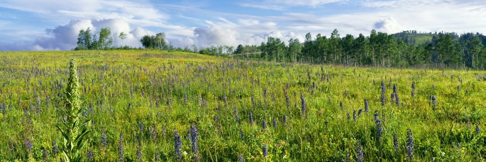 Cowparsnip and Larkspur wildflowers in a field with Aspen trees Shadow Mountain Bridger-Teton National Forest Wyoming USA Canvas Art - Panoramic Images (36 x 12)