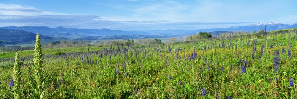 Cowparsnip and Larkspur wildflowers in a field Shadow Mountain Jackson Hole Bridger-Teton National Forest Wyoming USA Canvas Art - Panoramic Images (36 x 12)