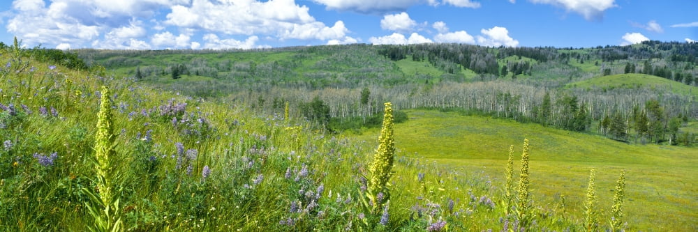 Cowparsnip Lupine and Larkspur wildflowers in a field with Aspen trees Shadow Mountain Bridger-Teton National Forest Wyoming USA Canvas Art - Panoramic Images (27 x 9)