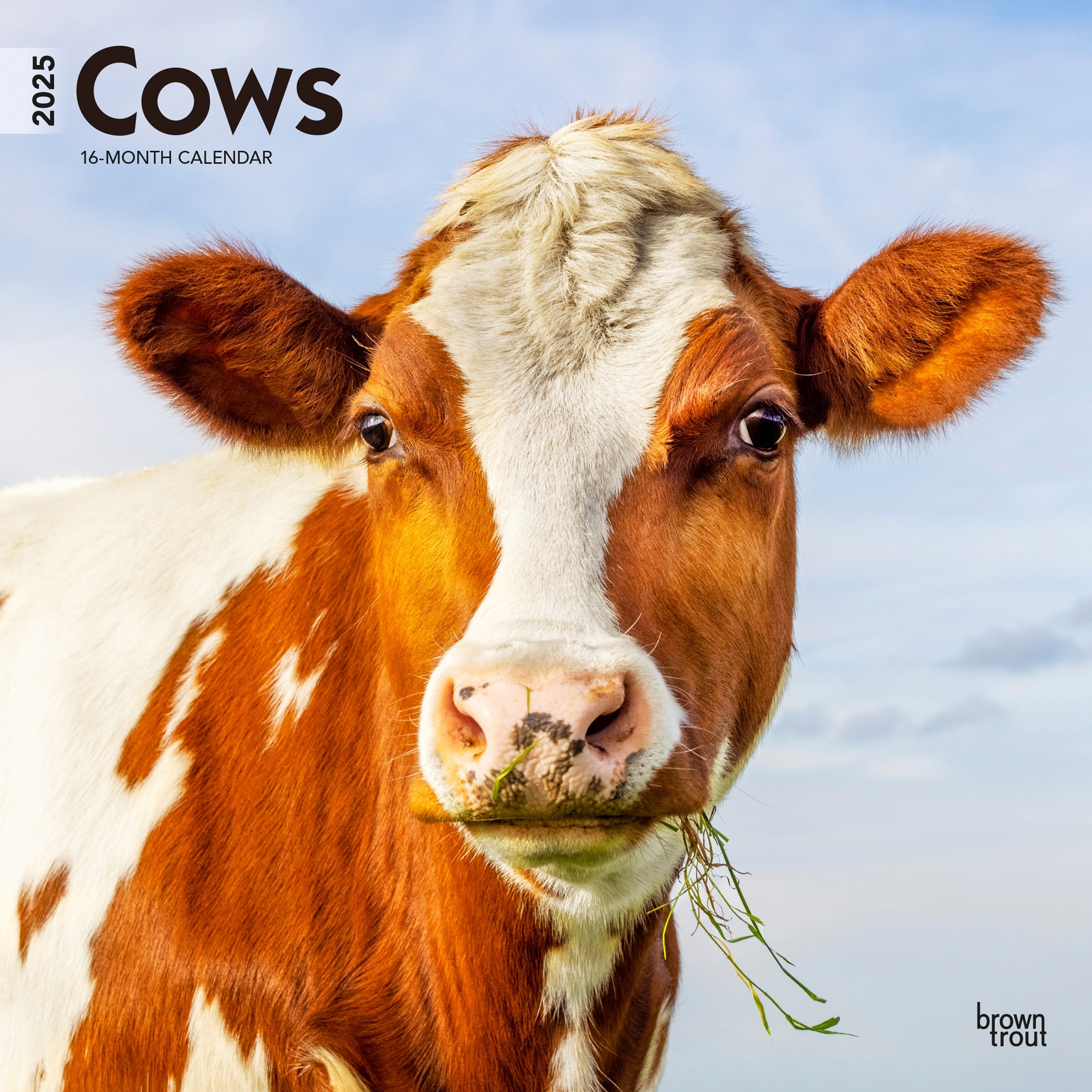 Cows 2025 12x24 quot (Hanging) Wall Calendar Plastic Free BrownTrout Cows 2025 12x24 quot (Hanging) Wall Calendar Plastic Free BrownTrout