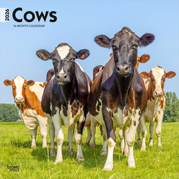 Cows | 2026 12x24" (Hanging) Square Wall Calendar | Plastic-Free