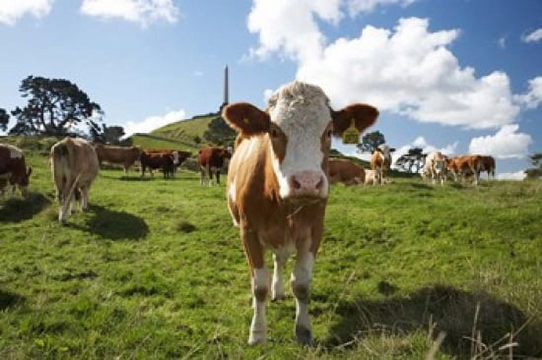 Cows And Obelisk One Tree Hill Domain Auckland North Island New Zealand Canvas Art - David Wall DanitaDelimont (34 x 23)