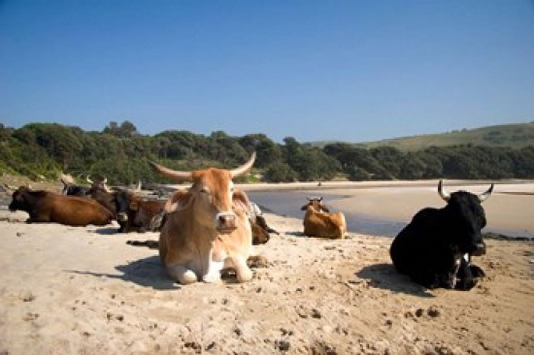 Cows Farm Animal Coffee Bay Transkye South Africa Canvas Art - Micah Wright DanitaDelimont (34 x 23)