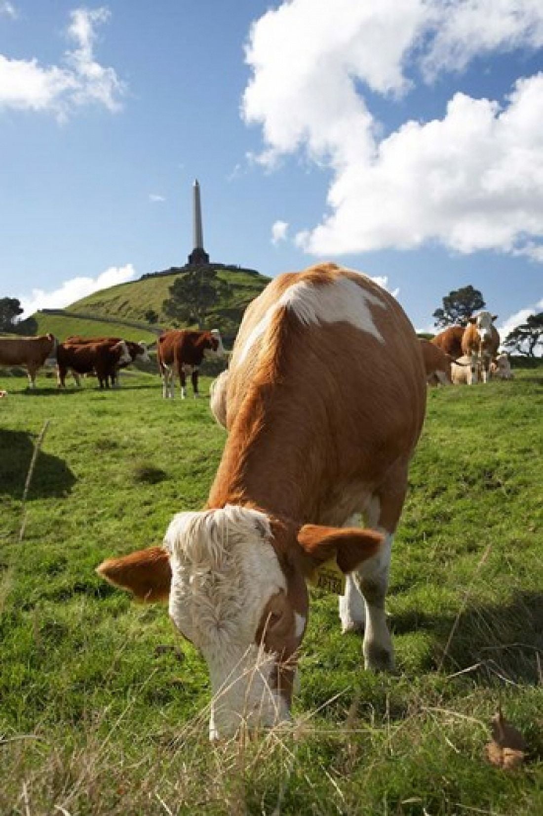 Cows Farm animal Auckland North Island New Zealand Canvas Art - David Wall DanitaDelimont (23 x 34)