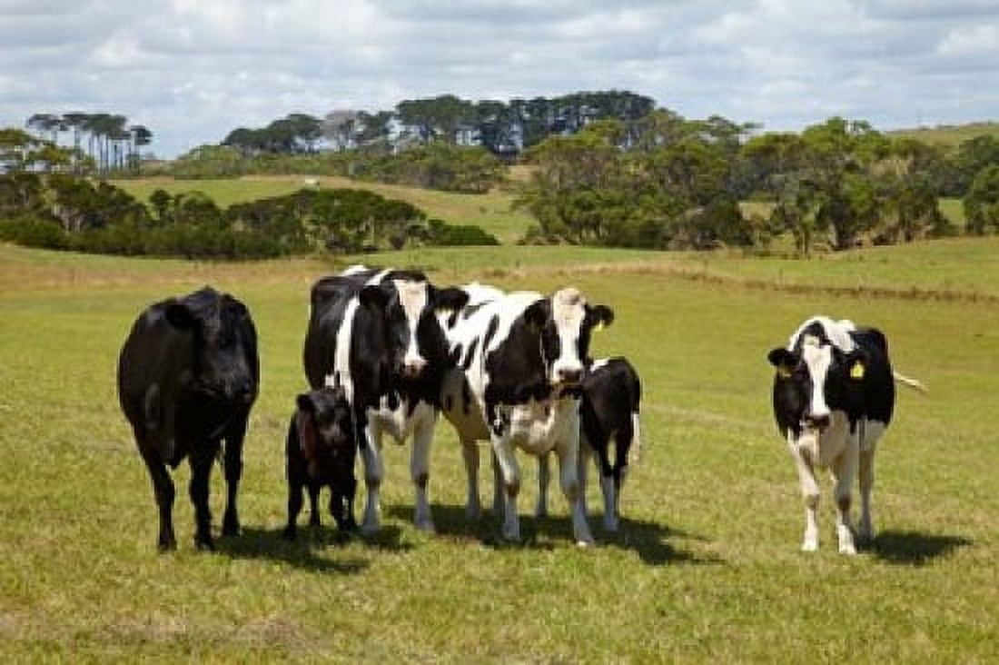 Cows Farmland Marrawah Tasmania Australia Canvas Art - David Wall DanitaDelimont (36 x 24)