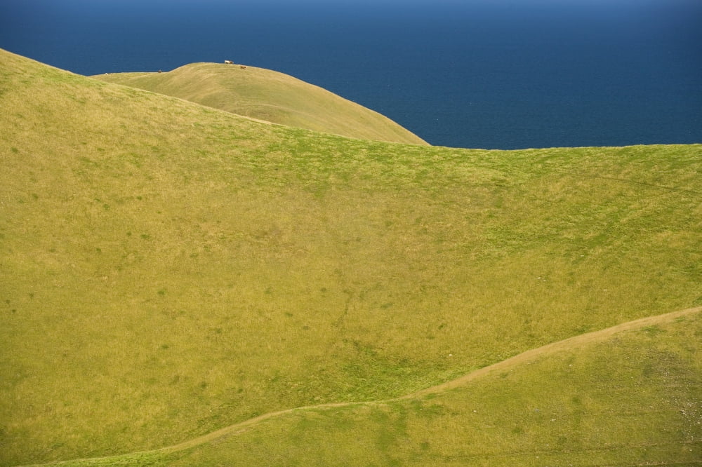 Cows Grazing On Hills Entry Island Magdalen Islands Quebec Canvas Art - John Sylvester Design Pics (17 x 11)