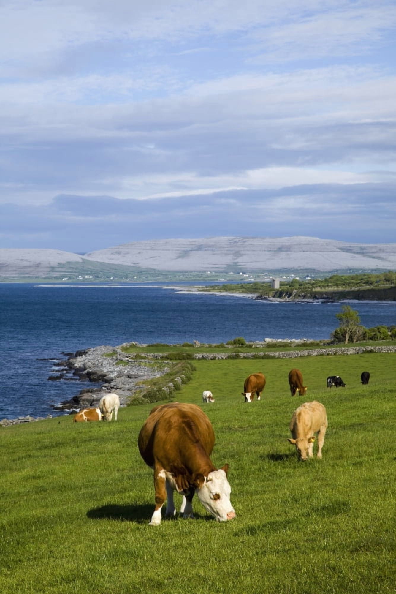 Cows Grazing On The Burren Coast Near Ballyvaghan County Clare Ireland Canvas Art - Peter Zoeller Design Pics (24 x 38)