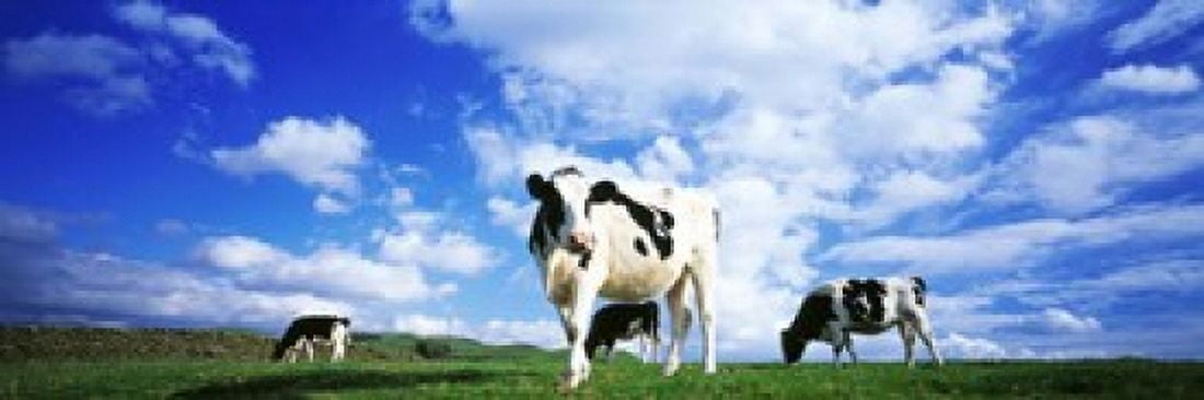 Cows In Field Lake District England United Kingdom Canvas Art - Panoramic Images (18 x 6)