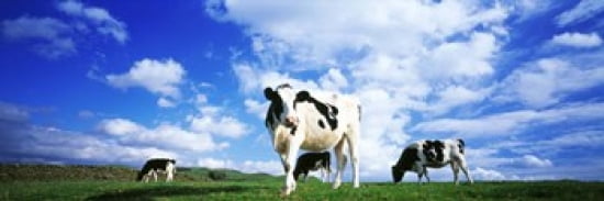 Cows In Field Lake District England United Kingdom Canvas Art - Panoramic Images (36 x 12)