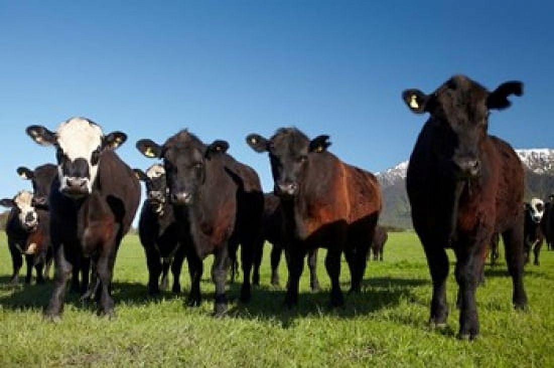 Cows Kaikoura Seaward Kaikoura Ranges Marlborough South Island New Zealand Canvas Art - David Wall DanitaDelimont (29 x 19)