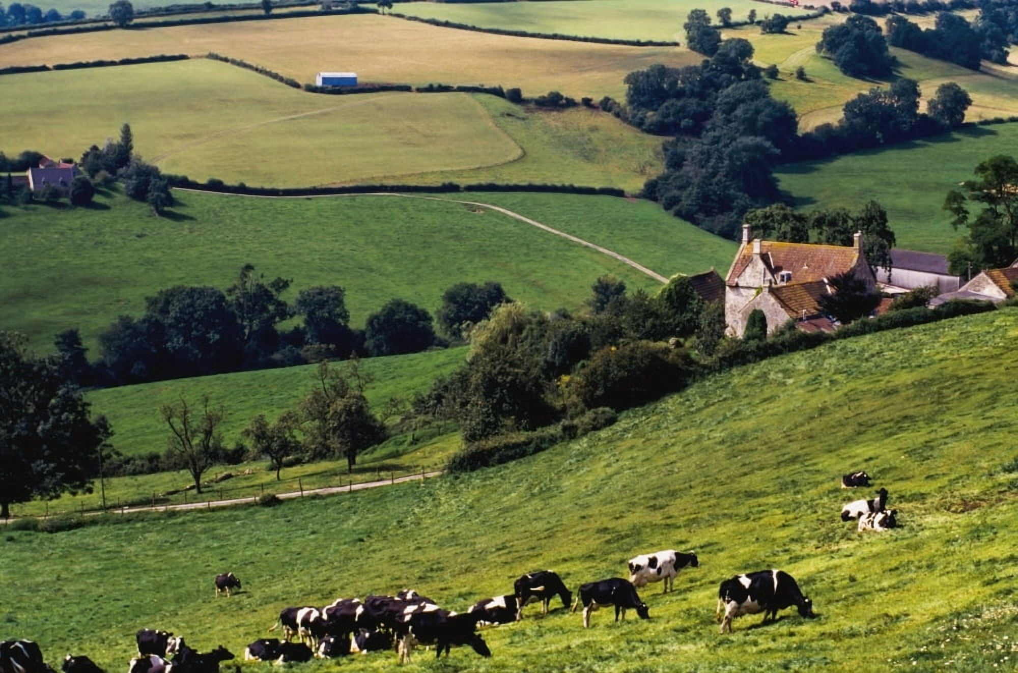 Cows On Hillside Canvas Art - William Shaw Design Pics (38 x 24)