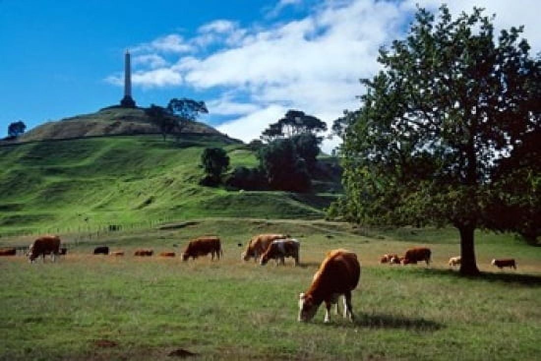Cows One Tree Hill Auckland Canvas Art - David Wall DanitaDelimont (36 x 24)