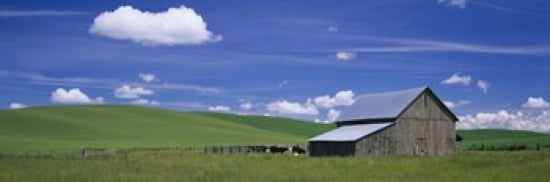 Cows and a barn in a wheat field Washington State USA Canvas Art - Panoramic Images (36 x 12)