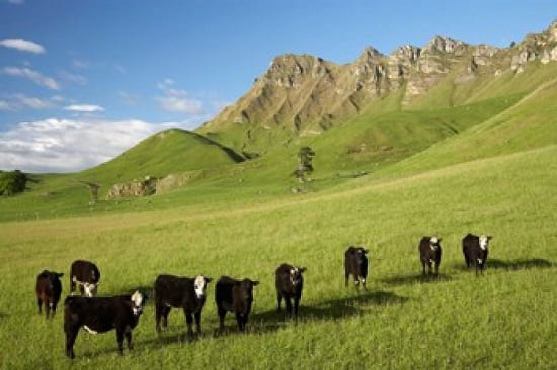 Cows and farmland below Te Mata Peak Hawkes Bay North Island New Zealand Canvas Art - David Wall DanitaDelimont (35 x 24)