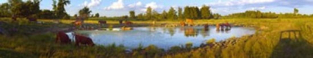 Cows at a waterhole Quebec Canada Canvas Art - Panoramic Images (44 x 9)